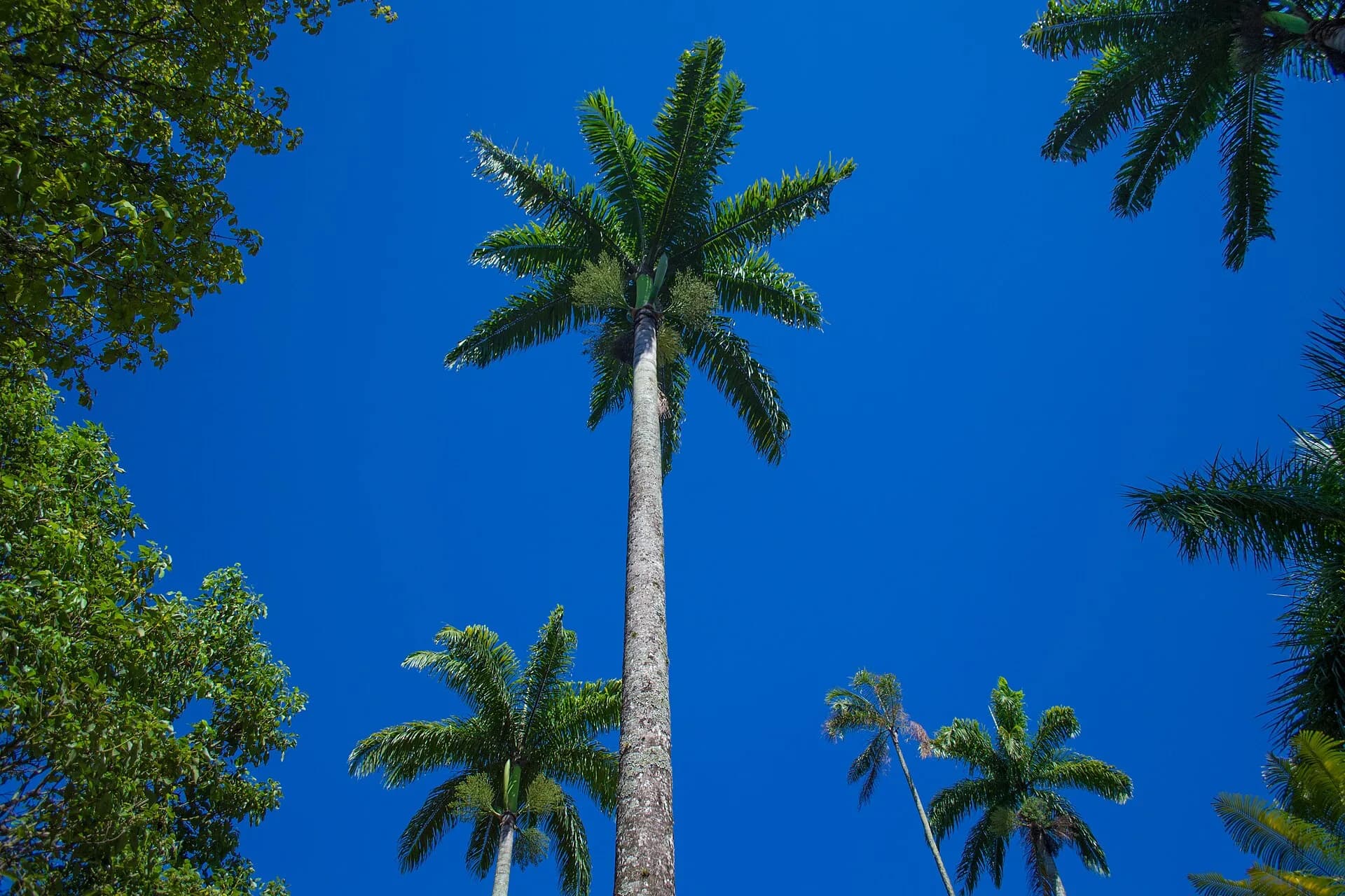 Imperial palm crowns against a deep blue sky at the Botanical Garden